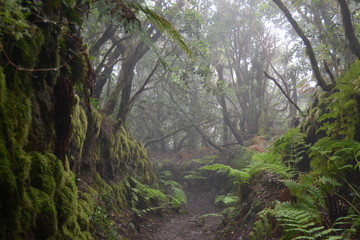 Bosques de Anaga. Tenerife. 