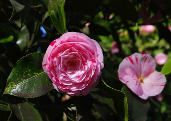 Pink Japonica / Camellia at the Villa Pallavicino, Stresa, Lake Maggiore (Lago Maggiore), Italy