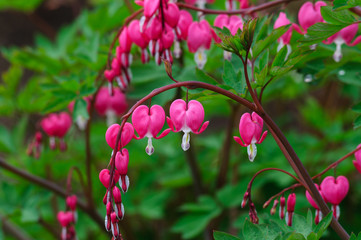 Bleeding heart flowers (Dicentra spectabils)