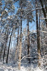 las w zimowy słoneczny dzień