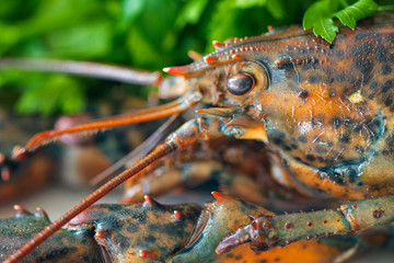 Close up of a raw lobster head.