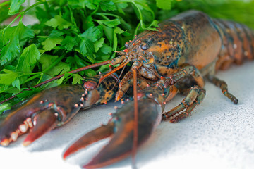 A raw lobster. Background: parsley.