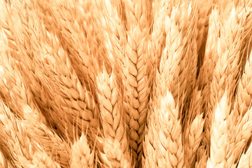 spikelets of ripe wheat close up, background