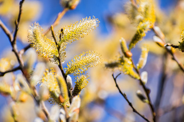 Fototapeta premium Willow catkin the first spring messenger; blurred colorful background, California