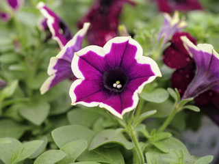 Obraz premium pink and white petunia plants in the garden
