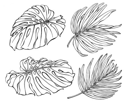 Set of exotic tropical monstera and palm leaves. Black and white outline illustration hand drawn work isolated on white background.