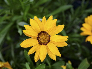 Beautiful daisy flower