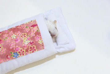 Winter White Hamster pet sleeping in deathbed on white background. Pet animal death, Illness, Life moment, Truth moment, Farewell, Tears, Sadness, Sympathy, Rest in Peace, Parting and Goodbye concept