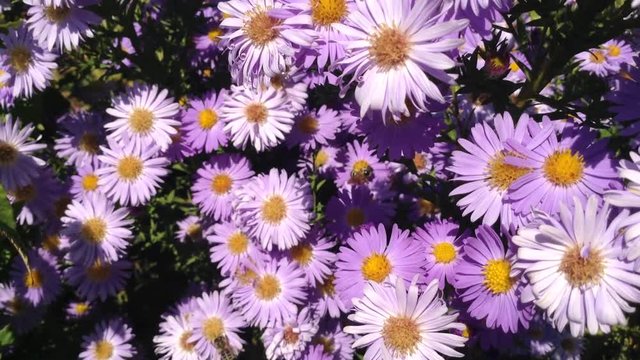 Bees Pollinate Crimean Purple Garden Chrysanthemums Dendronthema