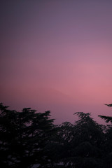 Naklejka premium Tramonto magenta spettacolare con nebbia e shiluette di alberi