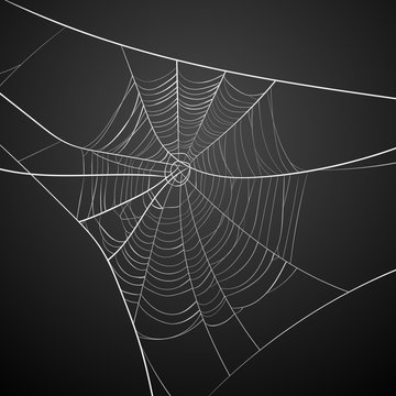 White spider web on dark background vector illustration.