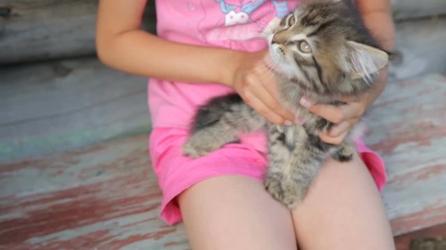 Little kitten on the girl's lap