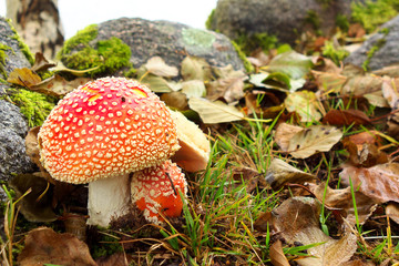 Amanite tue-mouches