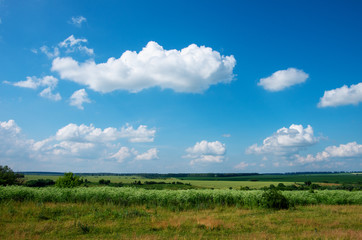 green meadow and blue sky with clouds in summer