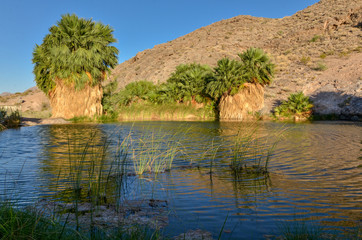 desert fan palms (Washingtonia filifera) and natural pool at Rogers Spring Lake Mead National Recreation area, Nevada, USA