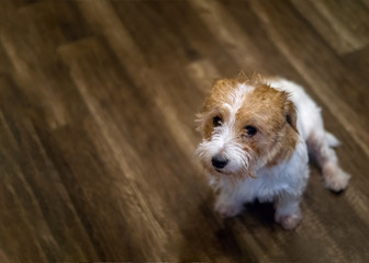 Young jack russel terrier puppy sitting and waiting