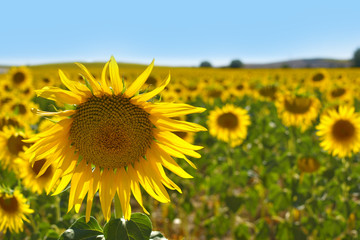 one closeup sunflower on a sunflowers field