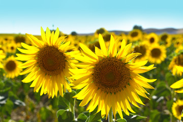 Fototapeta premium two closeup sunflowers on a sunflowers field 