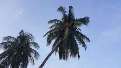 Fototapeta na wymiar Coconut Palm tree with blue sky background