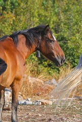 Obraz premium Photo of brown horse in pasture on a spring day