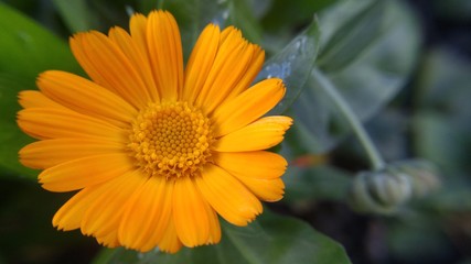 Yellow flower close-up. Marigold in the garden.