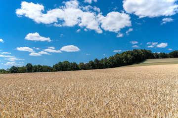 getreidefeld mit wolkenblauem himmel