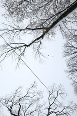 branches of tree in winter