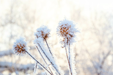 Frosty burdock grass in snowy forest, cold weather in sunny morning. Tranquil winter nature in sunlight. Inspirational natural winter garden, park. Peaceful cool ecology landscape background