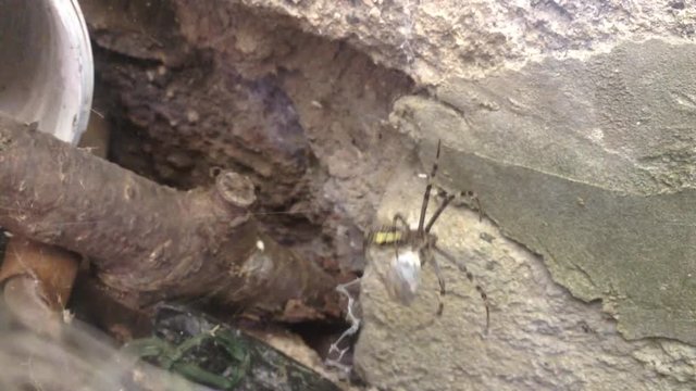 Black And Yellow Spider Wraps Spoils In A Cocoon Close Up