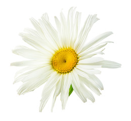 Naklejka premium Fresh white chamomile isolated on white background with clipping path