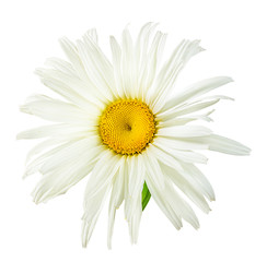 Fresh white chamomile isolated on white background with clipping path