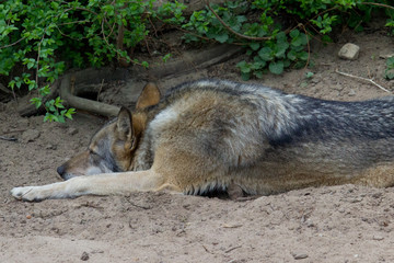 Naklejka premium Odpoczywa wilk