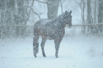 Fototapeta na wymiar horse in snowstorm