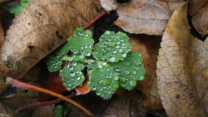 Green leaf with drops of water after rain among raw fallen leaves