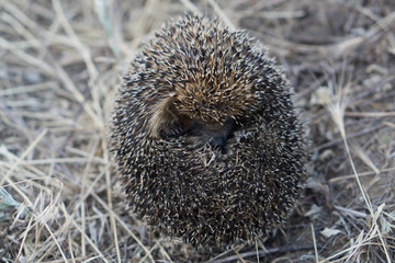 curled hedgehog on dry grass