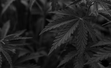  marijuana black background. bush cannabis.