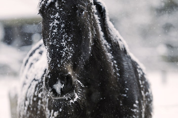 Winter horse