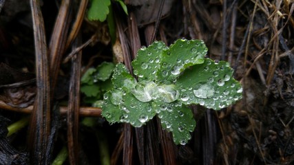 Green leaf with drops of water after rain among raw branches
