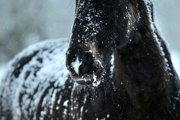 Horse in snow