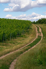 Fototapeta na wymiar Curvy dirt road by vineyards. South Moravia in the Czech Republic.