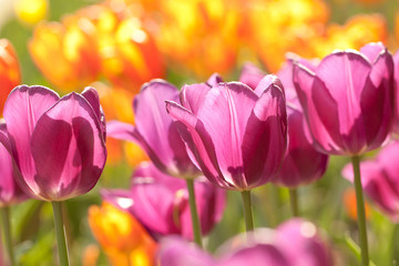 lilac and orange beautiful tulips in a sunny park