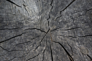 old wood with cracks close up