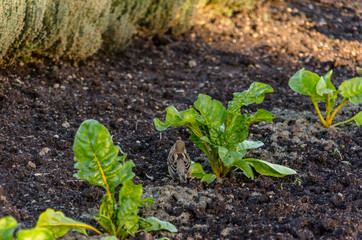 Bird walking next to chard growing in a garden