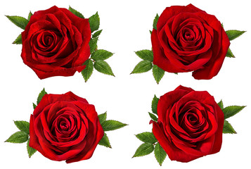 Fresh beautiful rose isolated on white background with clipping path - obrazy, fototapety, plakaty