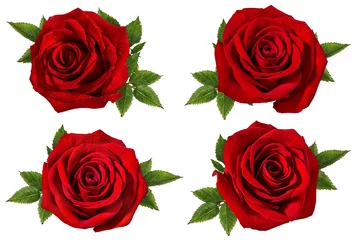 Foto op Plexiglas Verse mooie roos geïsoleerd op een witte achtergrond met uitknippad © Ekaterina