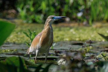squacco heron (ardeola ralloides)