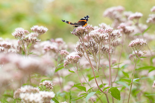 beautiful butterfly sits on the pink flowers of eupatorium in a summer park or garden