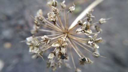 Ripened seeds on the onion of a growing plant. Close-up.