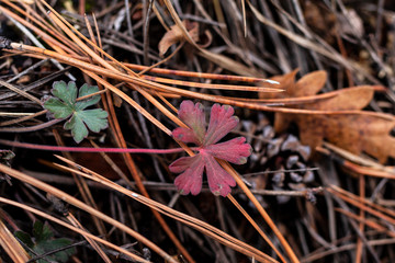 macro view of plants, leaves, pine cone, and pine straw on the forest ground