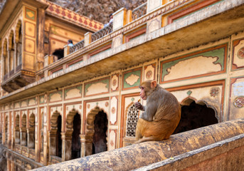 The Monkey Temple of Galtaji Jaipur
